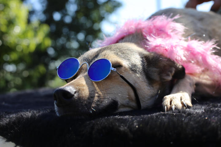 Cachorro deitado. Ele usa óculos e um cachecol felpudo.